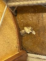 water on the floor after a hard rain 