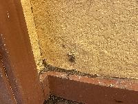 This whole wall will need to be redone 