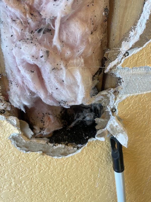 Farter down, signs of insects. 