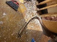 Mold on back of baseboard 