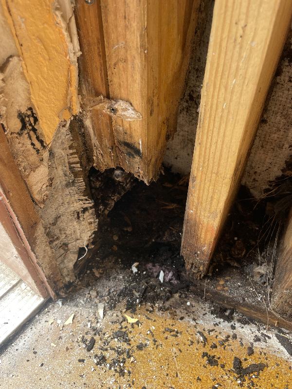 Continuing to dig out the rot in this corner. 