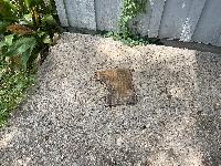 Plywood that has fallen off 