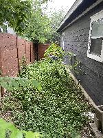 Yard on the side needs some love 
