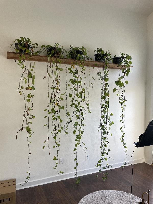 Final install with the plants that it was designed for