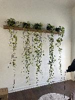 Final install with the plants that it was designed for