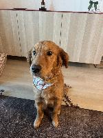 The culprit, looking guilty (and cute). 